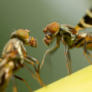 Οι αρσενικές μύγες πίνουν αλκοόλ για να γίνουν πιο ελκυστικές - Γιατί είναι αποτελεσματικό