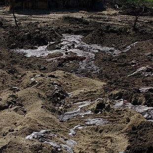 Ουγγαρία: Κατά χιλιάδες θάβονται τα μολυσμένα από αφθώδη πυρετό βοοειδή