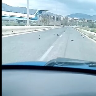 Εξαντλημένα και νεκρά χελιδόνια σε δρόμο του Λαυρίου: Τι εξηγεί η ΑΝΙΜΑ