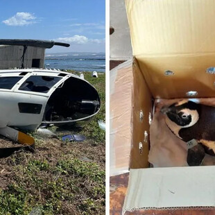 Πιγκουίνος «προκάλεσε» συντριβή ελικοπτέρου στη Νότια Αφρική