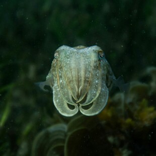 Ο «μαύρος χρυσός» των Βρετανών κινδυνεύει από την υπεραλίευση