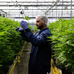 Φαρμακευτική κάνναβη: Η μεγαλύτερη μελέτη μέχρι σήμερα αναδεικνύει τις θεραπευτικές της δυνατότητες στον καρκίνο