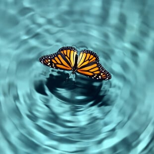 Τι είναι το Butterfly Effect και γιατί έχει γίνει viral στο TikTok