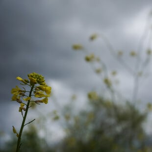 Κιαρός - Τσατραφύλλιας: Με καταιγίδες και θυελλώδεις βοριάδες η Πρωτομαγιά