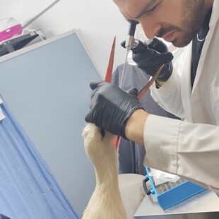 Πελαργός που κατάπιε λάστιχα διασώθηκε από την ΑΝΙΜΑ