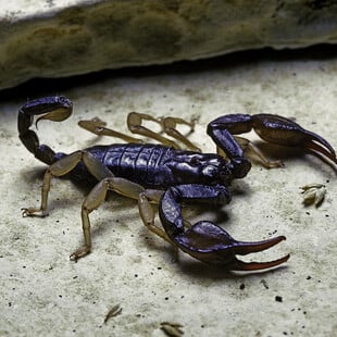 Βραζιλία: Σκορπιοί «καταλαμβάνουν» τις πόλεις και οι κάτοικοι αναφέρουν αύξηση στα τσιμπήματα κατά 250%