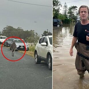 Αυστραλία: Κανγκουρό επιχείρησε να πνίξει άνδρα μετά από «μάχη σώμα με σώμα» σε πλημμυρισμένο δρόμο