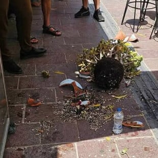 Χανιά: Στο νοσοκομείο τουρίστρια μετά από πτώση γλάστρας στο κεφάλι της λόγω ανέμων