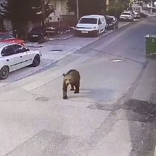 Αρκούδες εντοπίστηκαν να κυκλοφορούν σε κεντρικό δρόμο σε Κοζάνη και Γρεβενά