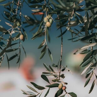 National Geographic για το «υγρό χρυσάφι» της Ελλάδας: Από την Ιερή Ελιά στη σύγχρονη συγκομιδή