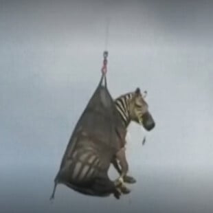 Zέβρα «δραπέτης» μεταφέρθηκε αεροπορικώς μετά τον εντοπισμό της πίσω στον ζωολογικό κήπο