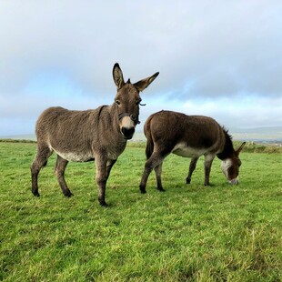 Σχεδόν 6 εκατομμύρια γάιδαροι σφάζονται κάθε χρόνο για το δέρμα τους
