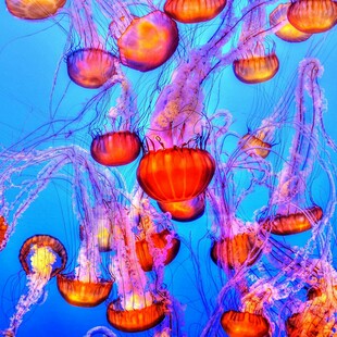 Τσίμπημα από μέδουσα και άλλους θαλάσσιους οργανισμούς: Τι να κάνετε και τι όχι