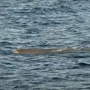 Εντοπίστηκε φάλαινα φυσητήρας κοντά στις ακτές του Άστρους Κυνουρίας
