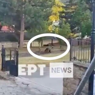 ΑΡΚΟΥΔΑ ΚΑΣΤΟΡΙΑ