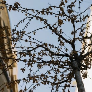 Απάντηση του Δήμου Αθηναίων στο άρθρο της LiFO για τα ξερά δέντρα