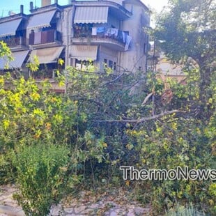 Πλάτανος έπεσε σε πλατεία, δίπλα σε παιδική χαρά