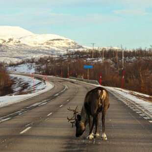 Φινλανδία: Νεκροί τάρανδοι από την άνοδο της θερμοκρασίας