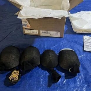 ΗΠΑ: Κινέζος ομολόγησε ότι έσειλε 850 προστατευμένες χελώνες στην Κίνα κρυμμένες σε κάλτσες