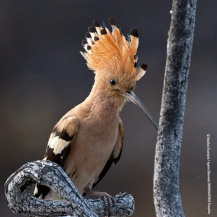 Χίος: Καθολική απαγόρευση κυνηγιού ζητούν 21 οργανώσεις, μετά τις φωτιές