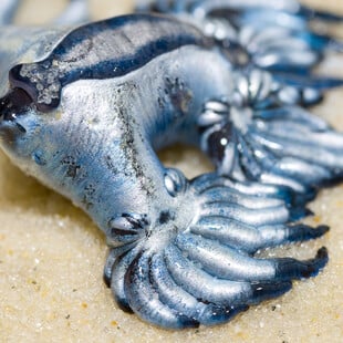 Glaucus Atlanticus: Συναγερμός για τον δηλητηριώδη γαλάζιο «δράκο» της Μεσογείου - Κλείνει παραλίες η Ισπανία