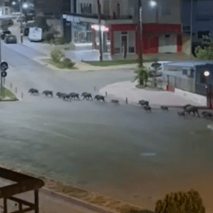 Λιβαδειά: Αγριογούρουνα κάνουν νυχτερινή παρέλαση