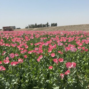 Το Ιράν θα καλλιεργεί ξανά όπιο μετά από 45 χρόνια - Τι σημαίνει για τον κόσμο η απόφαση