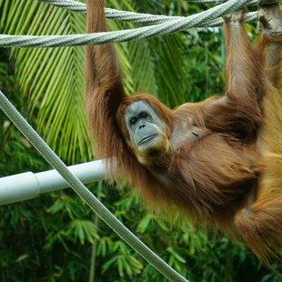 «Monkey barring»: Η νέα τάση στο dating που προβληματίζει τη Gen Z