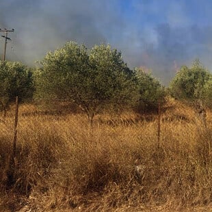 Αργολίδα: Σε ύφεση η φωτιά που ξέσπασε στην περιοχή Κουνούπι