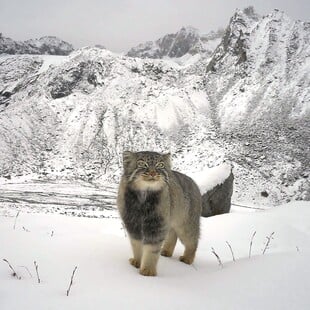 Πρώτο φωτογραφικό ντοκουμέντο για τον «θυμωμένο» και σπάνιο αγριόγατο των Ιμαλαΐων