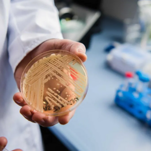 Τι είναι ο μύκητας Candidozyma auris που τρομάζει τους υγειονομικούς στην ΕΕ