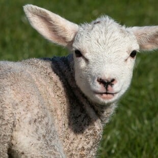 Θεσσαλονίκη: Έσφαξε και έγδαρε αρνί στο Σέιχ Σου για να τιμήσει το κουρμπάνι