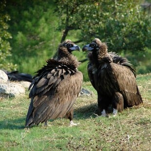 Αριθμός - ρεκόρ γεννήσεων Μαυρόγυπα στο Δάσος της Δαδιάς