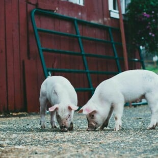 Συναγερμός στην Κροατία μετά τον εντοπισμό αφρικανικής πανώλης: Θανατώθηκαν 12.000 χοίρων