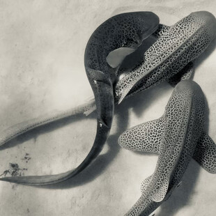 Για πρώτη φορά καταγράφηκε ζευγάρωμα καρχαριών ενός απειλούμενου είδους και μάλιστα σε τρίο