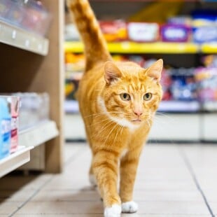 Φιζ, ο Άγγλος γάτος της χρονιάς