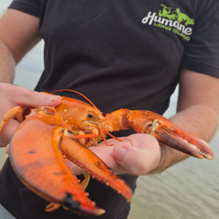 Σπάνιος πορτοκαλί αστακός που βρέθηκε σε σούπερ μάρκετ της Νέας Υόρκης επέστρεψε στη θάλασσα