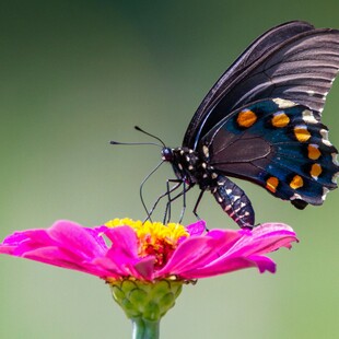 ΠΕΤΑΛΟΥΔΑ ΒΡΑΖΙΛΙΑ ΚΛΙΜΑΤΙΚΗ ΚΡΙΣΗ