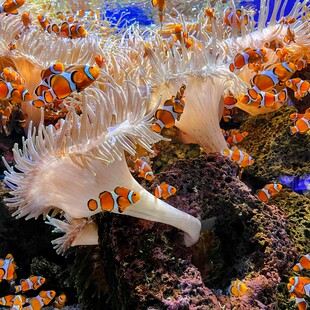 Πώς το εμπόριο ψαριών ενυδρείου υπονομεύει τη βιοποικιλότητα των ωκεανών