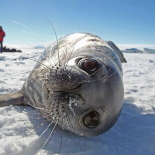 Η κλιματική κρίση φέρνει τις φώκιες της Αρκτικής ένα βήμα πιο κοντά στην εξαφάνιση