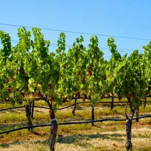 Kρίση στους αμπελώνες της Καλιφόρνια: Υπερπαραγωγή και πτώση ζήτησης κρασιού