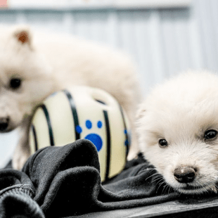 Εταιρεία «επανέφερε» στη ζωή εξαφανισμένο είδος λύκων και άνοιξε η συζήτηση: Να απελευθερωθούν στη φύση ή όχι;