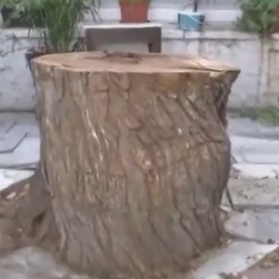 ΔΕΝΤΡΟ ΜΟΝΑΣΤΗΡΑΚΙ