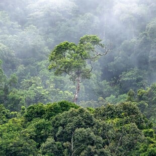 Κλιματική κρίση: Τα δάση της Αυστραλίας άλλαξαν - Εκπέμπουν περισσότερο άνθρακα απ’ όσο απορροφούν