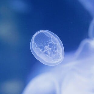 Εξωσωματική γονιμοποίηση: Ο Τραμπ υπόσχεται επανάσταση στο κόστος των θεραπειών - Τι προβλέπει νέα συμφωνία