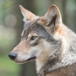 Τι εξηγεί η «Καλλιστώ» για την αυξανόμενη παρουσία λύκων κοντά σε κατοικημένες περιοχές