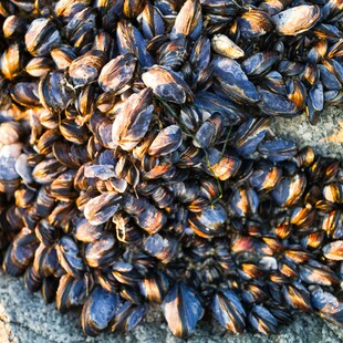 Brexit: Κρίση μυδιών στη Βρετανία - Όταν η γραφειοκρατία γίνεται απειλή για τη θάλασσα