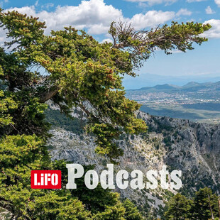 Αναδάσωση ή φυσική αναγέννηση; Πώς θα αναπνεύσει ξανά η Αττική;