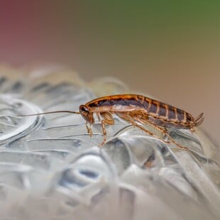 ΚΑΤΣΑΡΙΔΑ ΝΟΤΙΑ ΚΟΡΕΑ ΦΩΤΙΑ ΔΙΑΜΕΡΙΣΜΑ