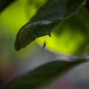 Η κλιματική κρίση είναι εδώ: Εντοπίστηκαν για πρώτη φορά κουνούπια στην Ισλανδία